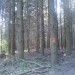Tudi na Plešivcu se je čez zimo precej sekalo a tudi prirast je v gozdovih zaradi ugodne k