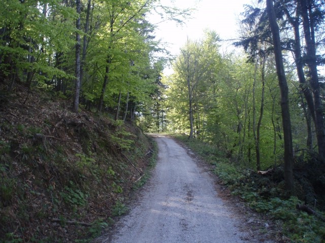Kar strmo se vije gozdna cesta pod grebenom Plešivca in se dvigne nekje do 760 n.m.v. Upor