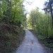Kar strmo se vije gozdna cesta pod grebenom Plešivca in se dvigne nekje do 760 n.m.v. Upor