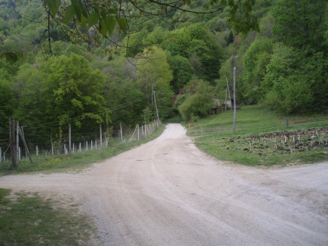 V Pritenskem ob vinogradiih se je gozdna cesta po začetnem vzponu nekoliko ,,zravnala,,