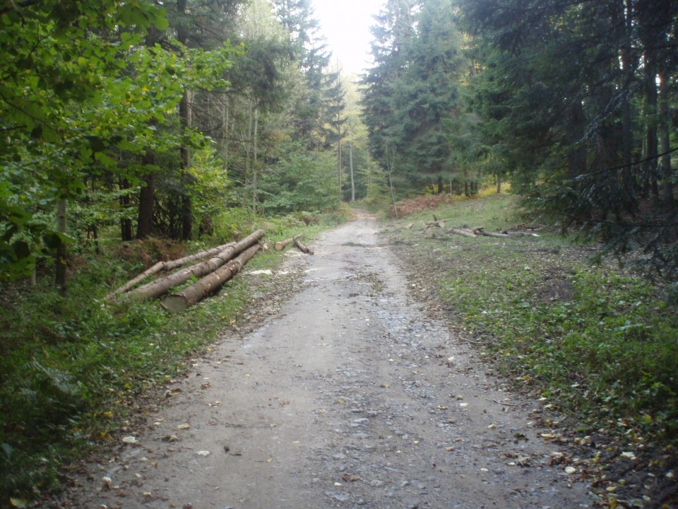 Gozdna cesta nad plezališčem.