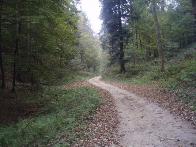 Proti plezalni steni se vije gozdna cesta. V tej takoimenovani ,,gjači,, še GPS ima proble