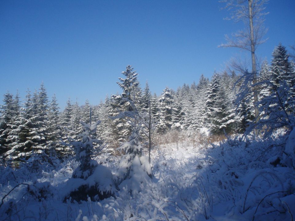 Plešivec, 27.01.2010 - foto povečava