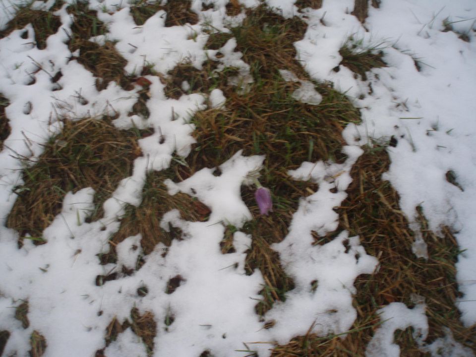 Pulsatilla grandis 12.04.2010 - foto povečava