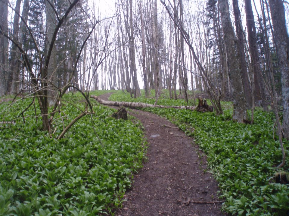 Bohor iz Lesičnega, 15.04.2012 - foto povečava