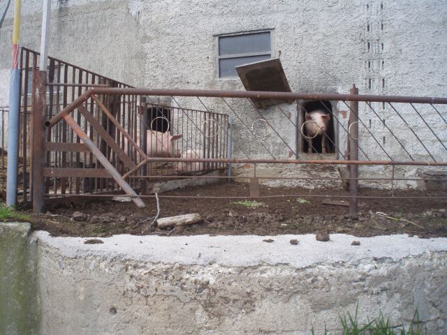 Bohor iz Kozjega, 22.04.2012 - foto
