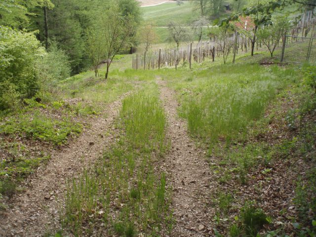 Sveti Tomaž, 29.04.2012 - foto