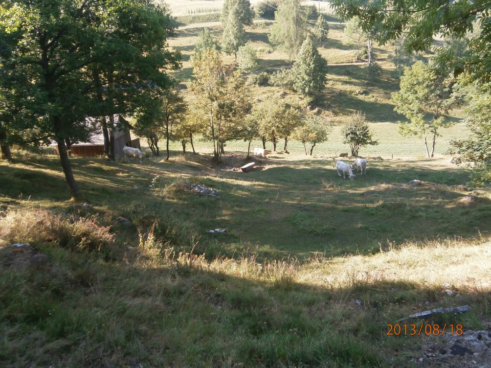 ...živina na paši v naselju Završje...