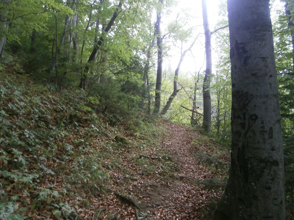 Štore - Celje preko Žlajfe, 08.09.2013 - foto povečava