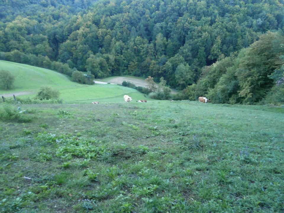 ...živina je še tudi bila na paši...