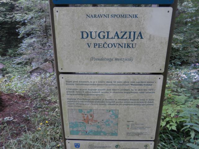 ...eno najvišjih dreves v Sloveniji, vredno ogleda...iglavec...