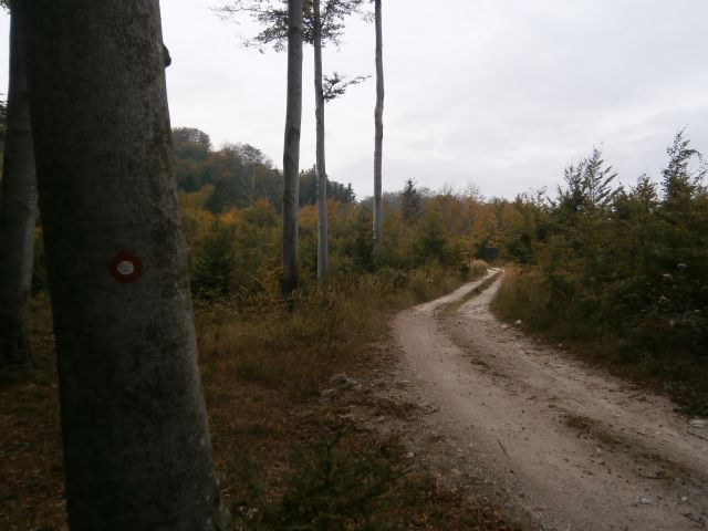 ...in gozdna cesta je pot za Grofov štant...