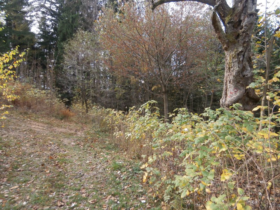  Mrzlica - Šmohor - Vipota , 31.10.2013 - foto povečava