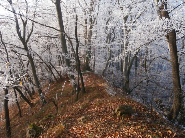 Celjski krog, 15.12.2013 - foto