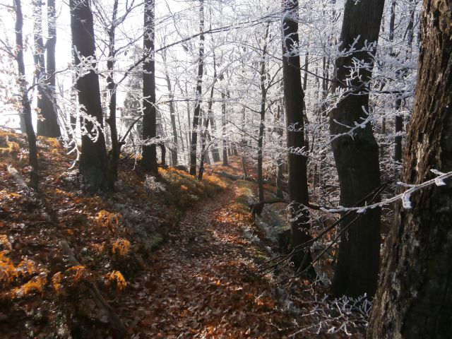 Celjski krog, 15.12.2013 - foto