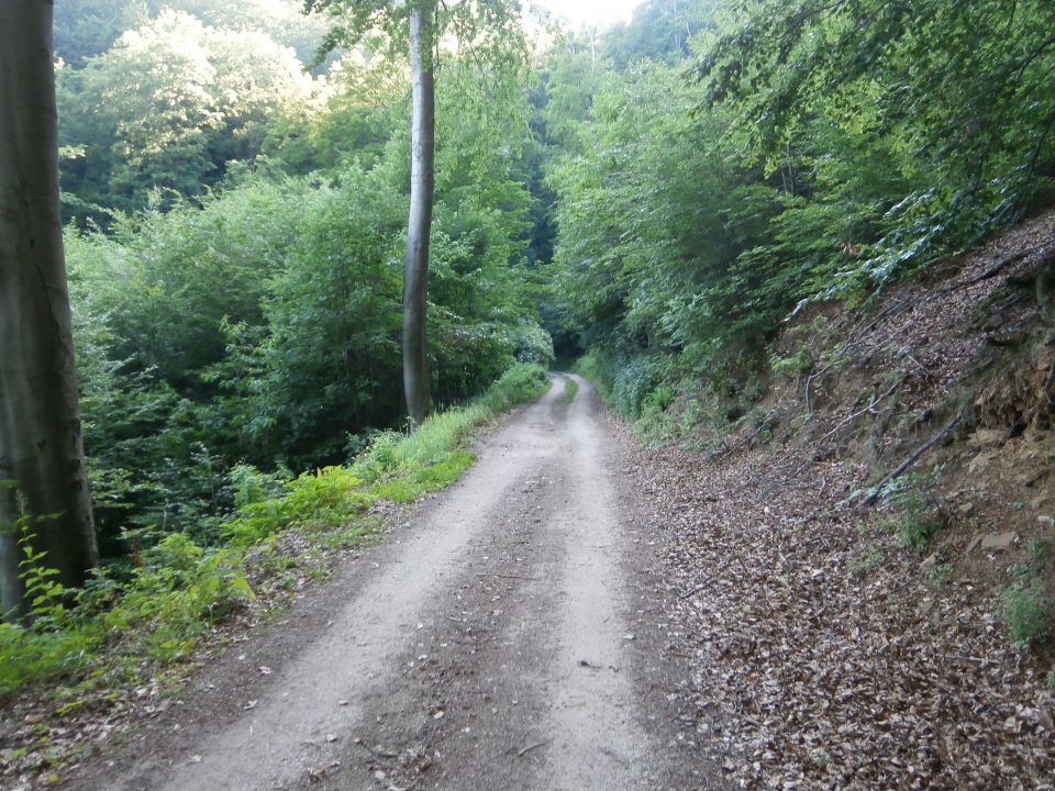 Drenovec na Boču,08.06.2014 - foto povečava