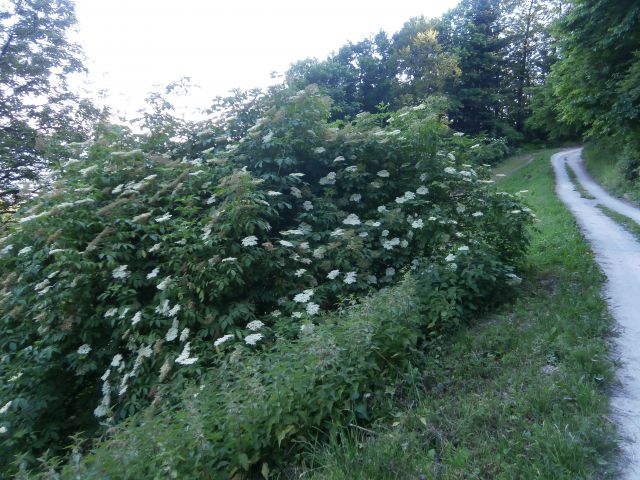 Drenovec na Boču,08.06.2014 - foto