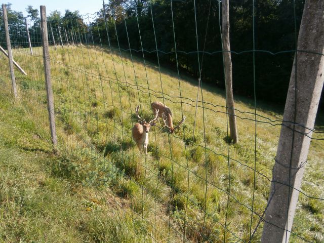 Babček,17.08.2014 - foto