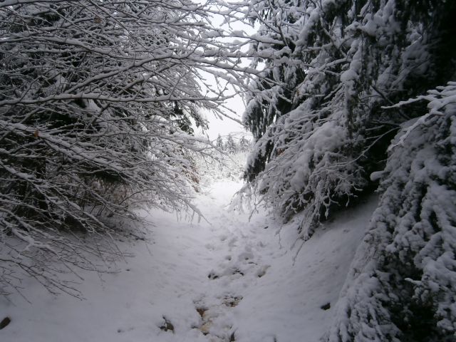 Plešivec 822, 25.01.2015 - foto