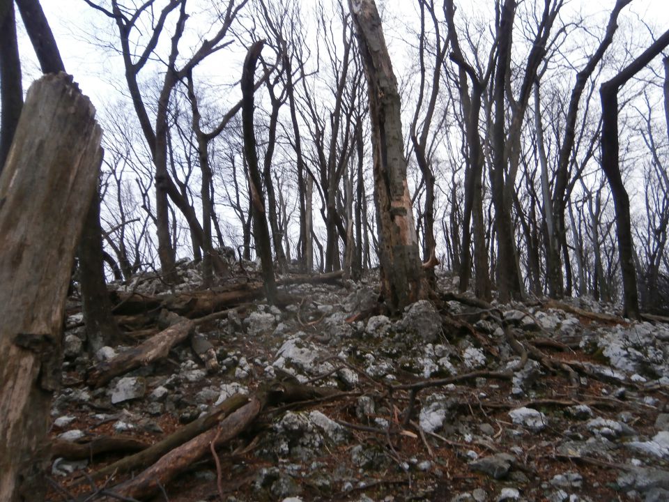 Kisovec 734 metrov visok vrh Boča, 23.02.2016 - foto povečava