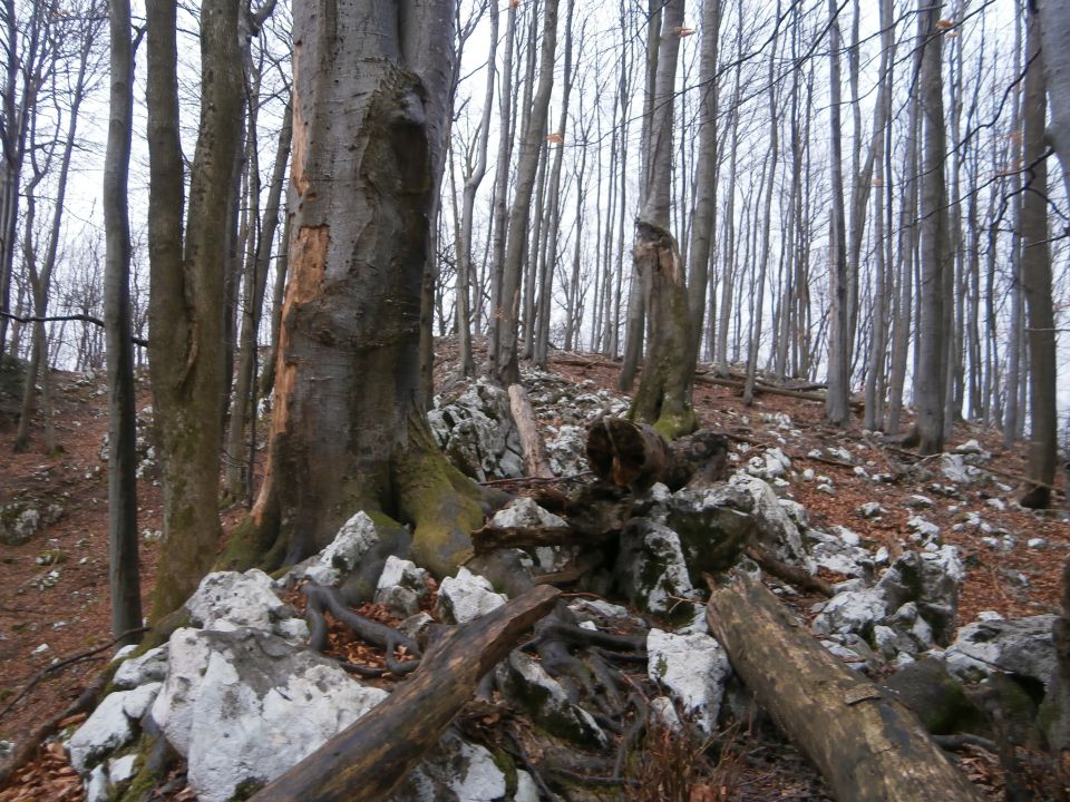 Kisovec 734 metrov visok vrh Boča, 23.02.2016 - foto povečava