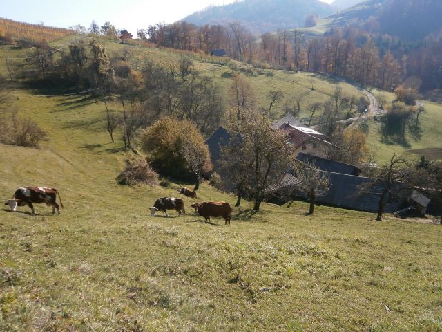 Veliki Slom nad Žičami,01.11.2016 - foto