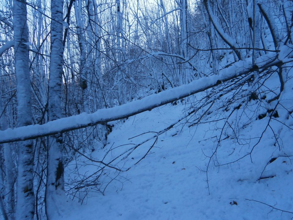 Stara Drevesnica na Boču v snegu,13.11.2016 - foto povečava