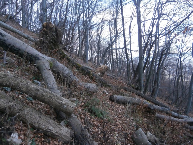 Boč v severnem območju,18.12.2016 - foto
