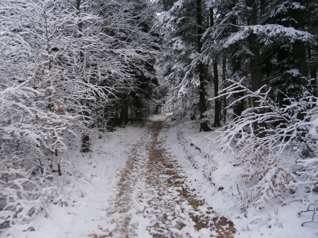 Plešivec 822 čez Boči in nazaj,27.12.2020 - foto