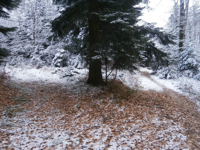 Plešivec 822 čez Boči in nazaj,27.12.2020 - foto