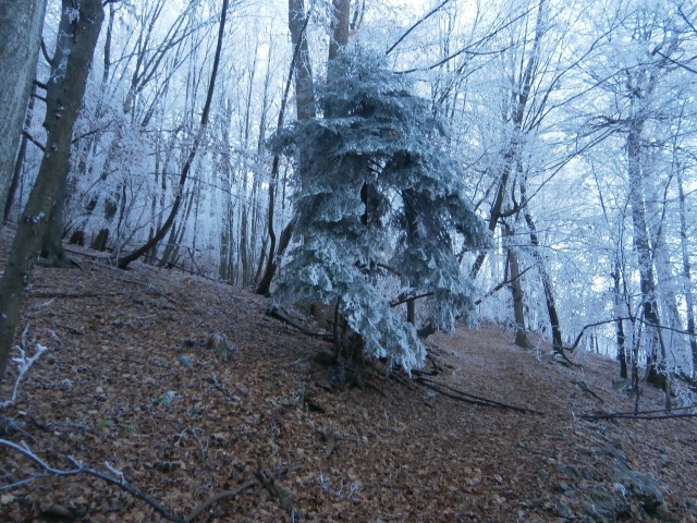 Stara Drevesnica na Boču,29.11.2020 - foto