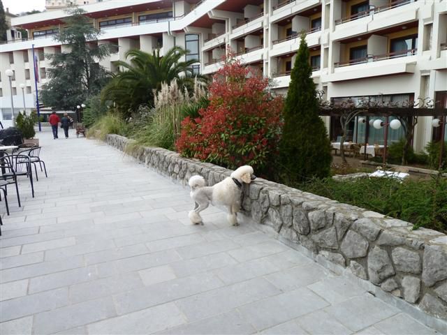 Borej - foto