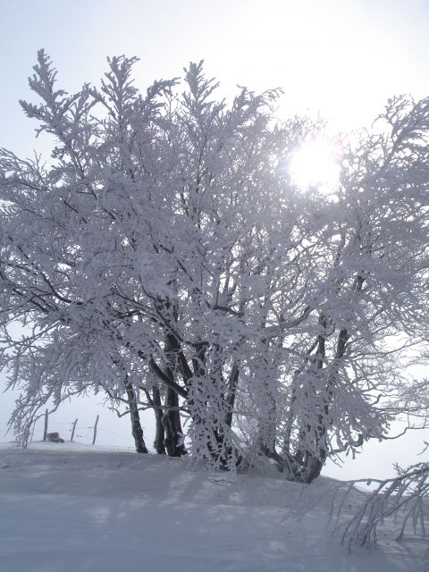 Planinska gora 08.02.2010 - foto