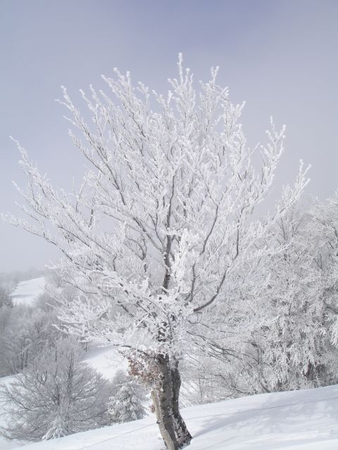 Planinska gora 08.02.2010 - foto