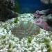 moj morski akvarij