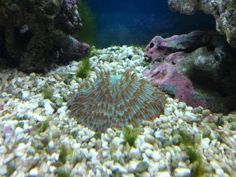 Moj morski akvarij - foto povečava