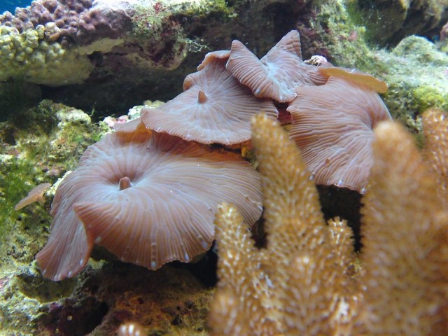 Moj morski akvarij - foto