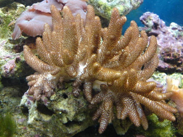 Moj morski akvarij - foto
