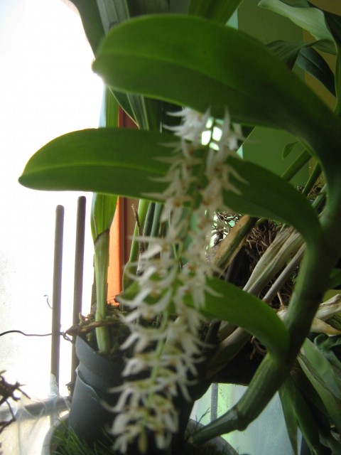 Dendrochilum glumaceum cveti