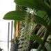dendrochilum glumaceum cveti