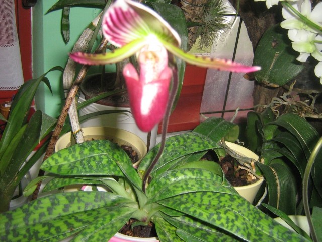 Moj cvetoči paphiopedil x.odprl se mi je danes 31.3.2009