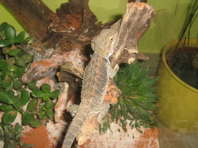 Pogona vitticeps-bradata agama pozira