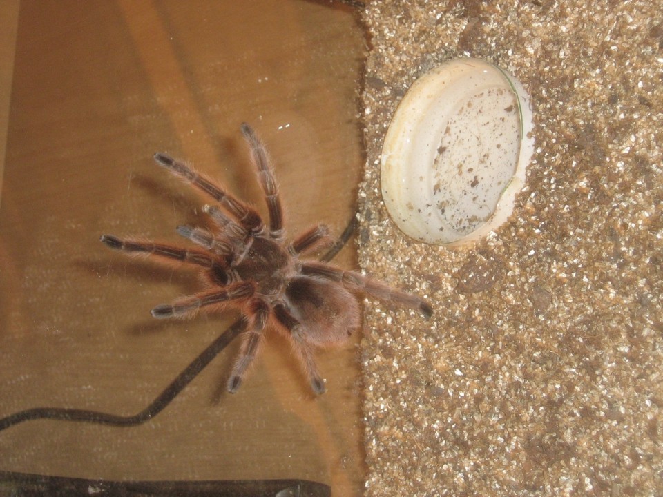 Grammostola rosea rcf