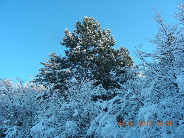 SLAVNIK 03.01.2010 - foto povečava