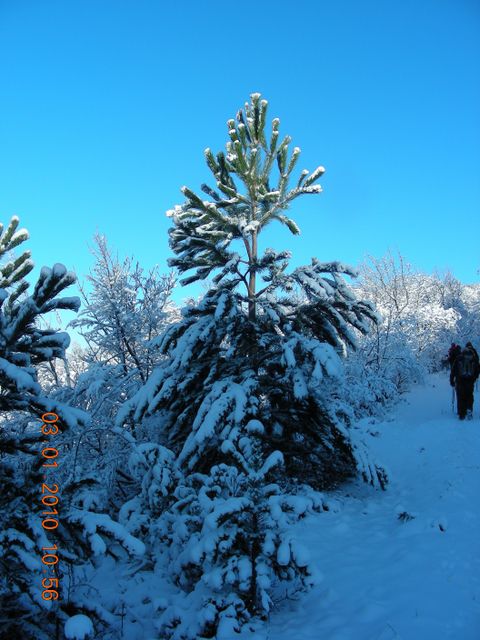 SLAVNIK 03.01.2010 - foto povečava