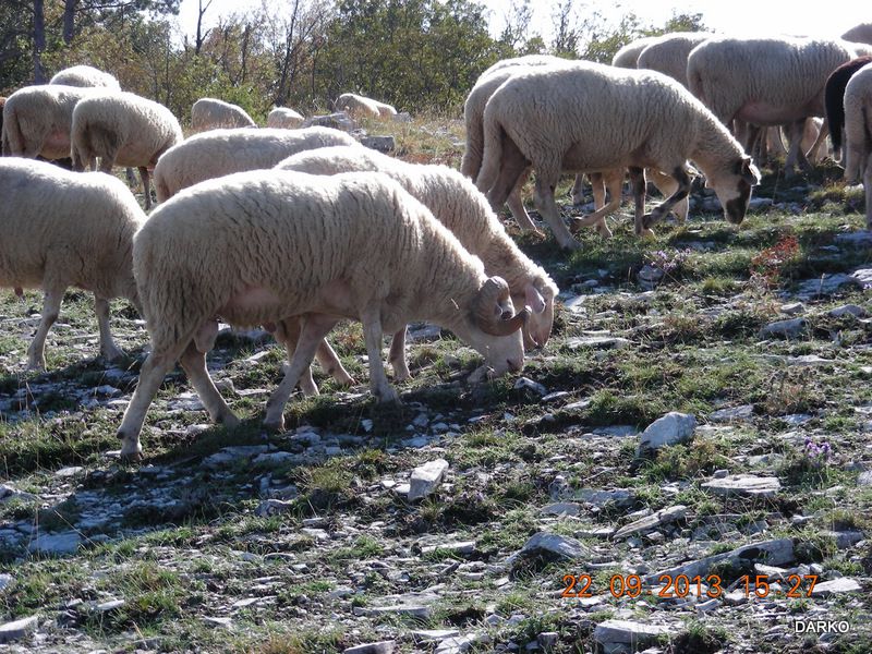 UČKA PERUN TREBIŠČA - foto povečava