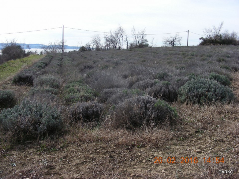 LAVANDA