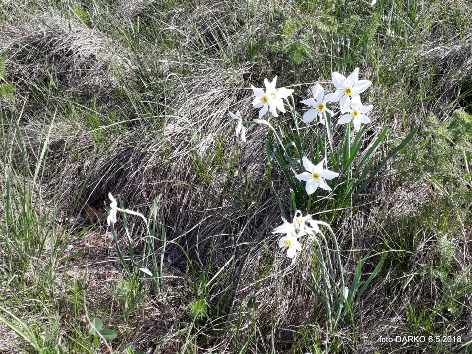 RAKITOVEC-POT NARCIS - foto povečava