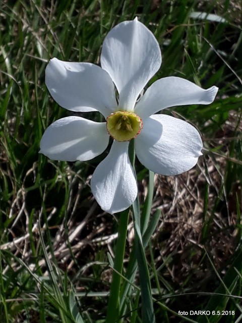 RAKITOVEC-POT NARCIS - foto