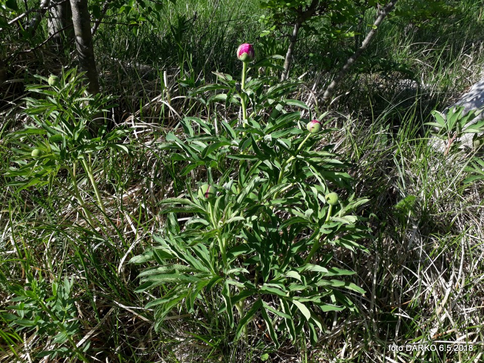 RAKITOVEC-POT NARCIS - foto povečava